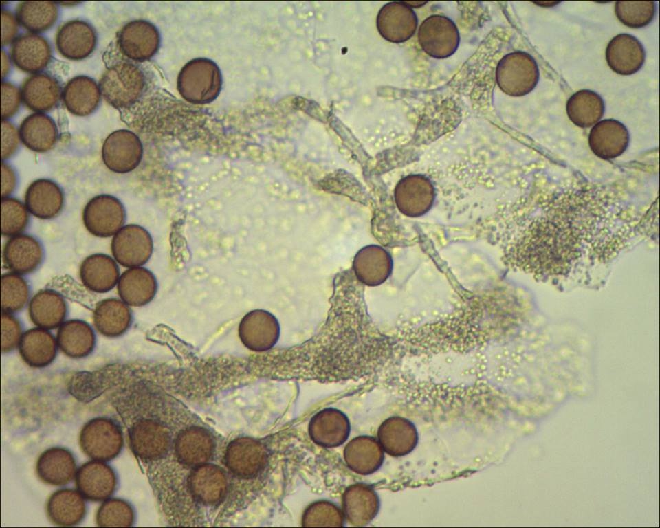 Badhamia foliicola??